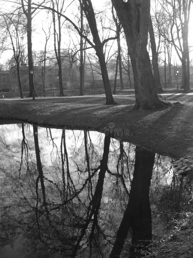 Trees Seeing Themselves royalty free stock image