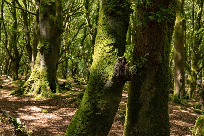 Trees in Barna Woods Park, Galway City. Nobody, Nature Scene Stock ...