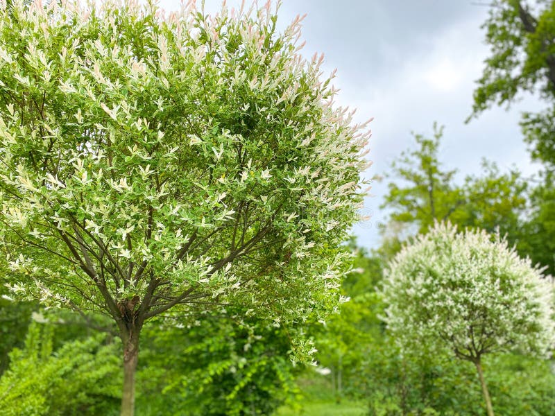 Trees and shrubs with white flowers in a spring garden. Free space. royalty free stock images