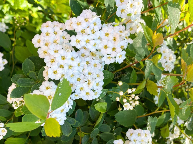 Trees and shrubs with white flowers in a spring garden. Free space. stock photography