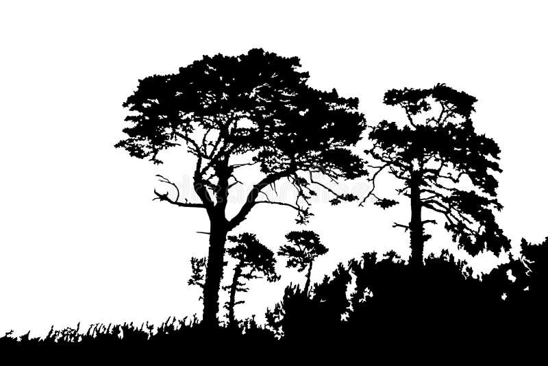 Trees Silhouette Isolated on White Background. Pines or Cedar Landscape ...