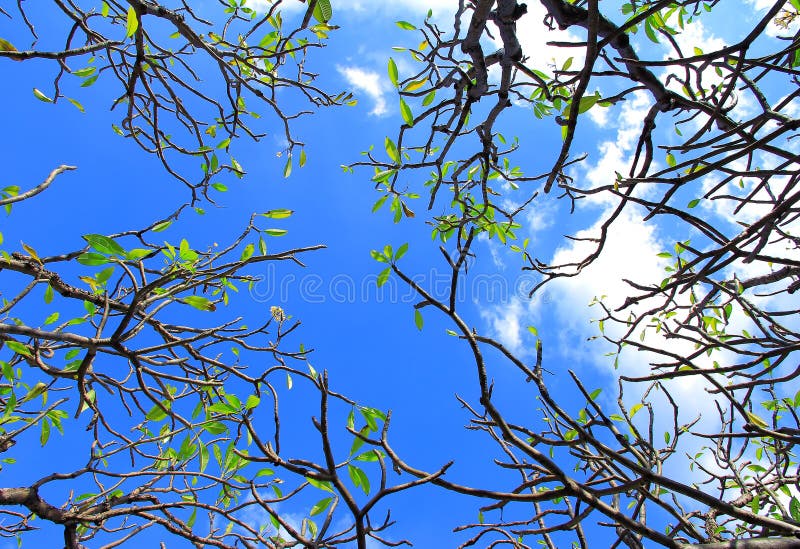 Trees and sky.