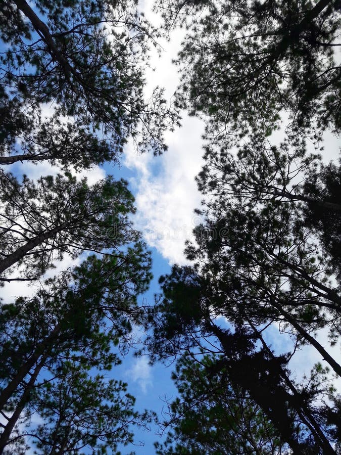 Trees and Sky , Background of Tree and Sky Stock Photo - Image of season,  branches: 197063514