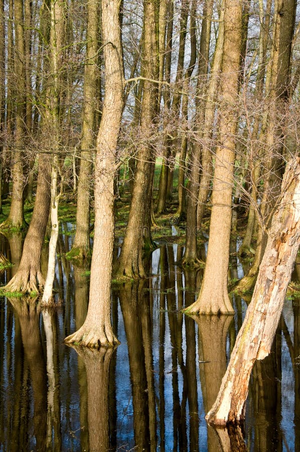 Trees and sky mirroring