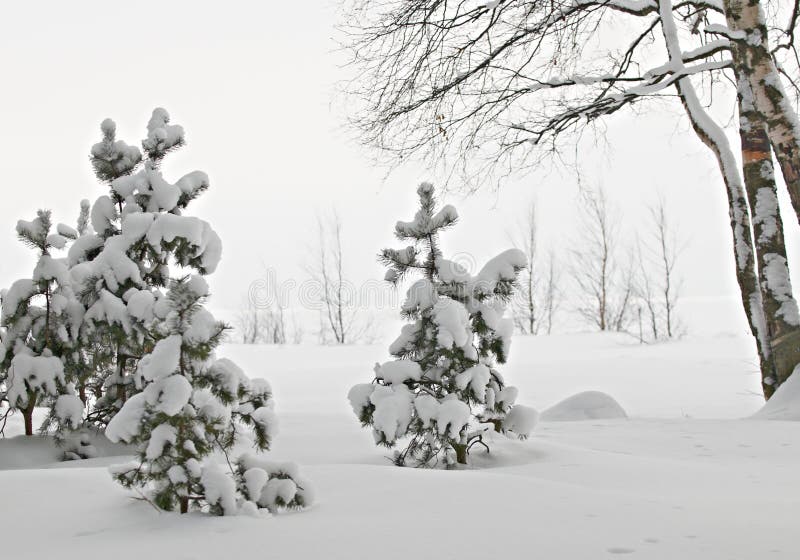 Trees in snow