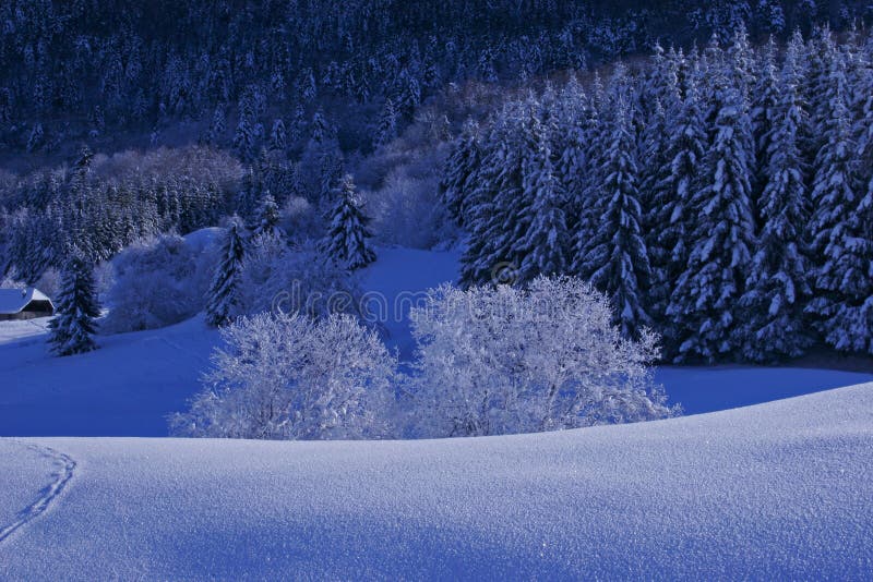 Trees with snow