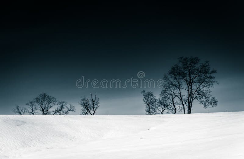Trees on a Snow Covered Hill in Seven Valleys, Pennsylvania. Stock