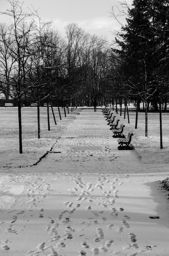 Trees in snow stock image. Image of czech, snow, republic - 116964439