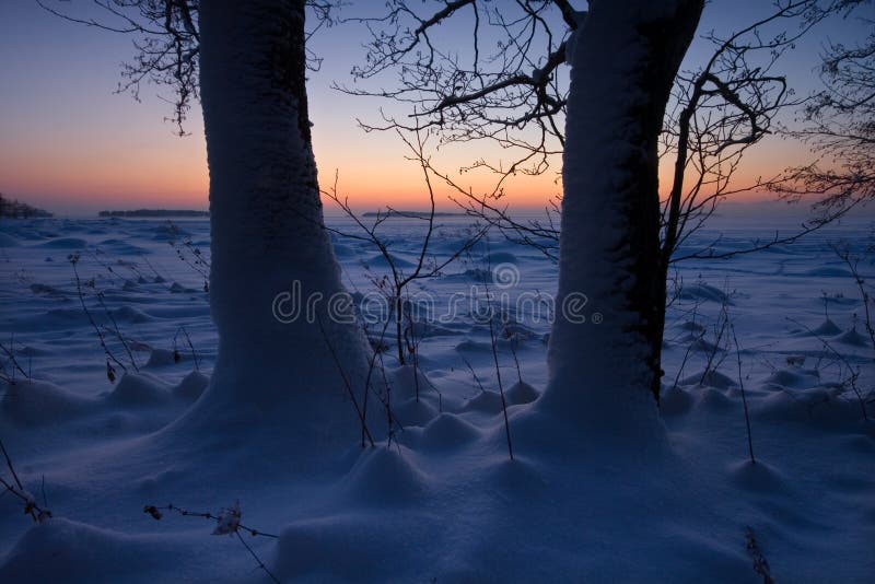 The trees in the snowy beach