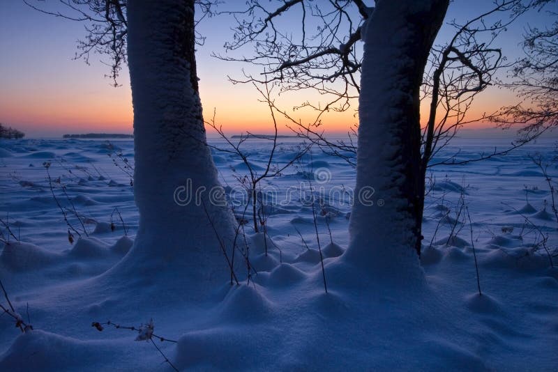 The trees in the snowy beach