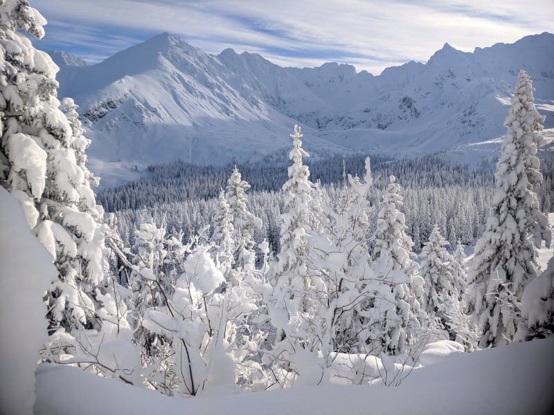 Trees In The Snowy Mountain Stock Photo Image Of Thick Pointing