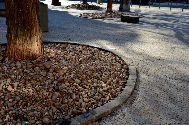 trees-square-were-planted-circular-beds-mulched-large-boulders-pebbles-stone-paving-tree-trunks-trees-217977774.jpg