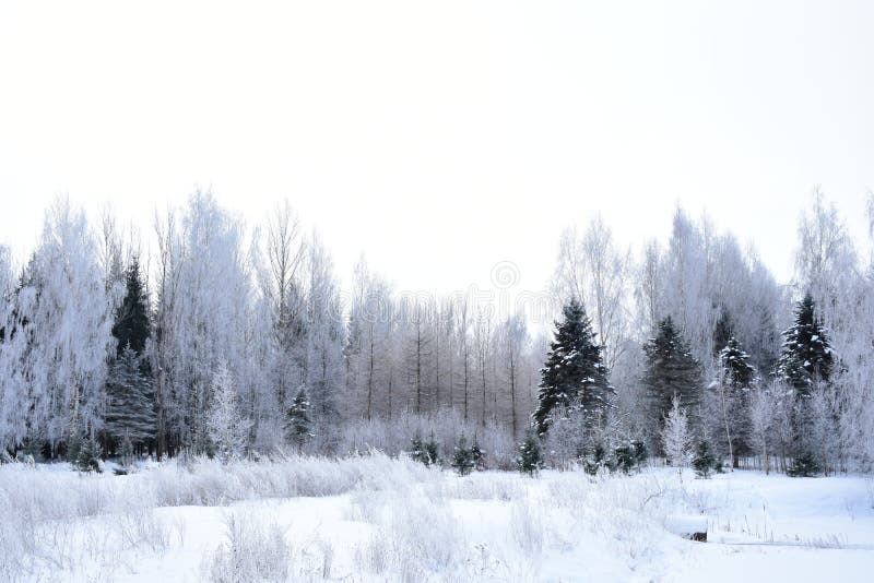 Trees stand in silvery frost. Snow forest, trees in the frost, white snowdrifts. Winter forest, tree branches in frost. Cloudy sky