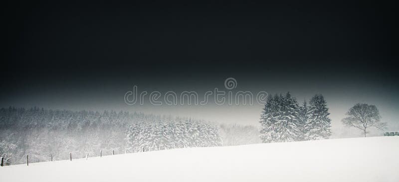 Trees standing in snow covered field with pine tree forest on background in dark and severe snowy weather conditions. Trees standing in snow covered field with pine tree forest on background in dark and severe snowy weather conditions