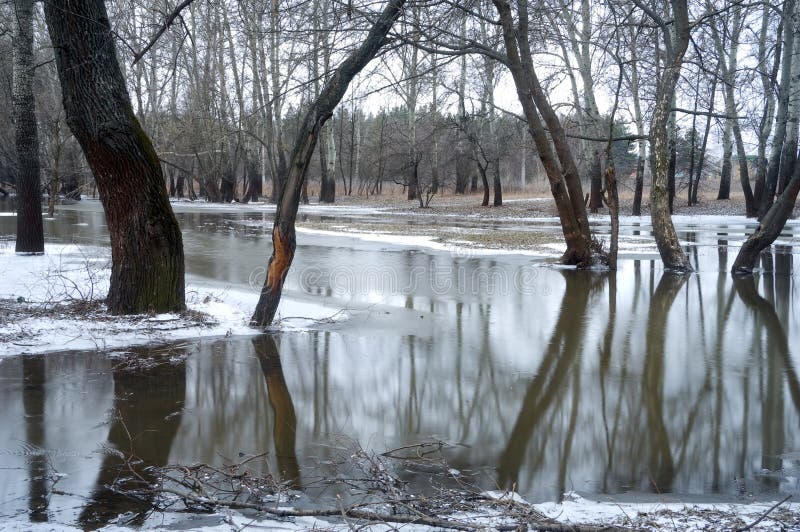 Trees standing in water stock photo. Image of blue, park 13582632