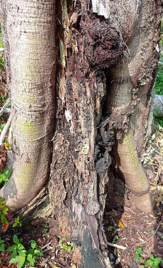 Trees that are Still Alive Have One Side Dead Stock Image Image of
