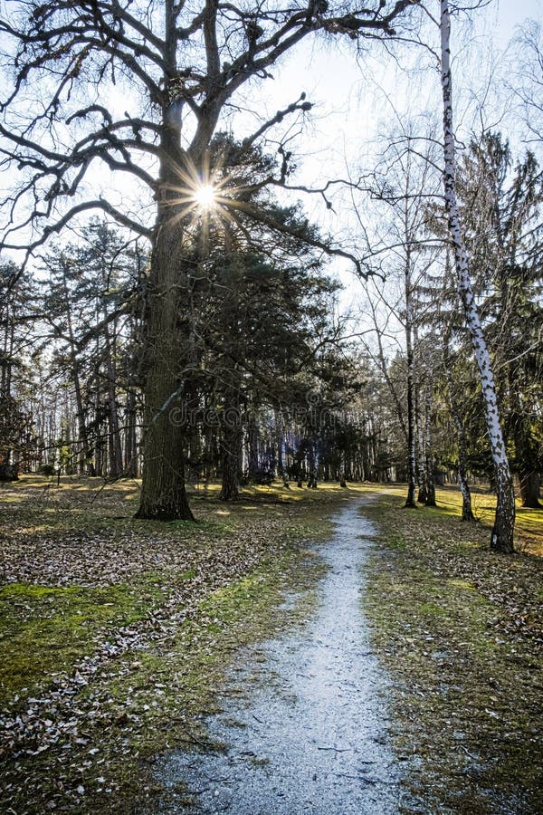 Trees with sun rays in park, Budmerice, Slovakia