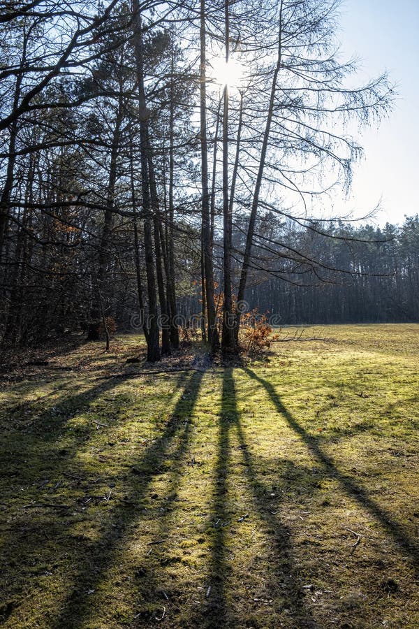 Trees with sun rays in park, Budmerice, Slovakia