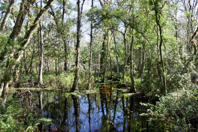 Brooker Creek Preserve swamp