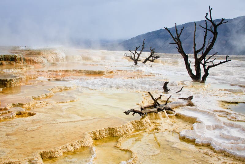 Trees and Terrace, Mammoth Hot Springs