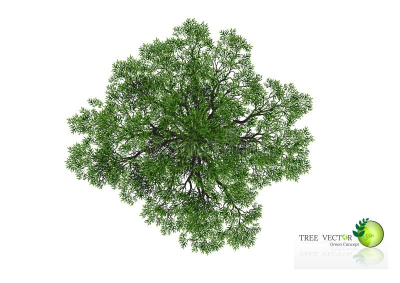 Trees Top View for Landscape Vector Illustration. Stock Vector