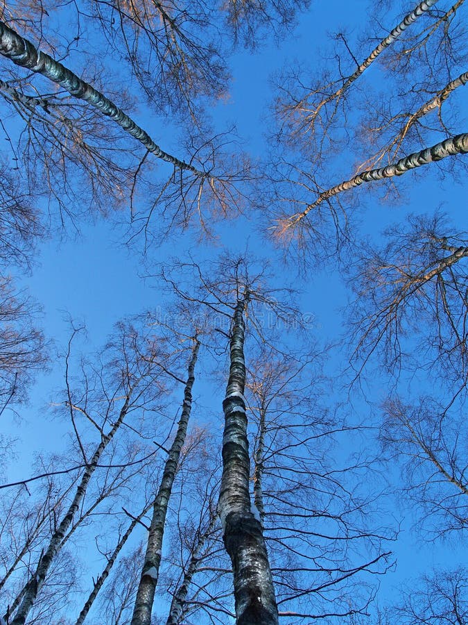 Trees trio