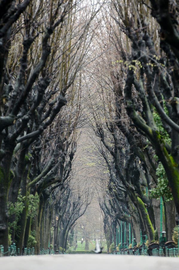 Alberi senza foglie, tunnel su un vicolo parco durante la caduta autunnale.