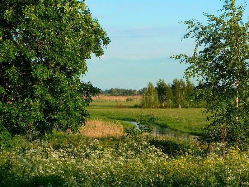 trees ukraine för liggandeflodsommar arkivfoton trees ukraine för liggandeflodsommar arkivfoton