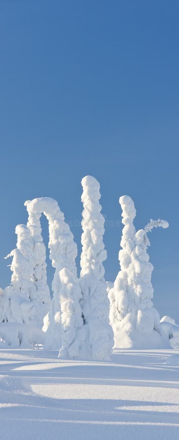 Trees under heavy snow in Finland