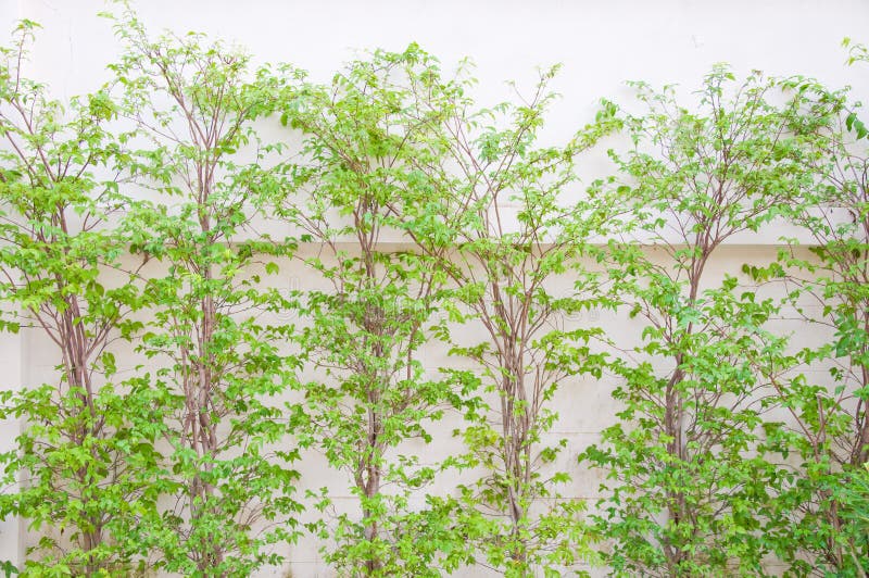 Trees and wall stock image. Image of backdrop, leaves 19592767