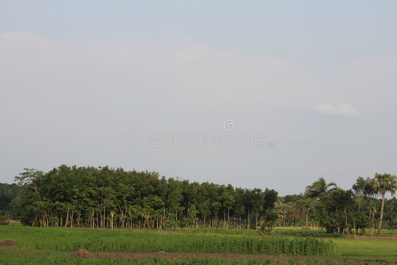 The trees stock photo. Image of watching, soil, agriculture 187786470