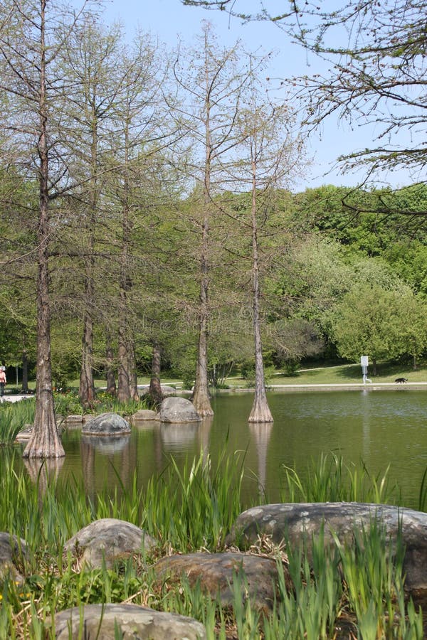 Trees in water stock image. Image of outdoors, peaceful 20936045