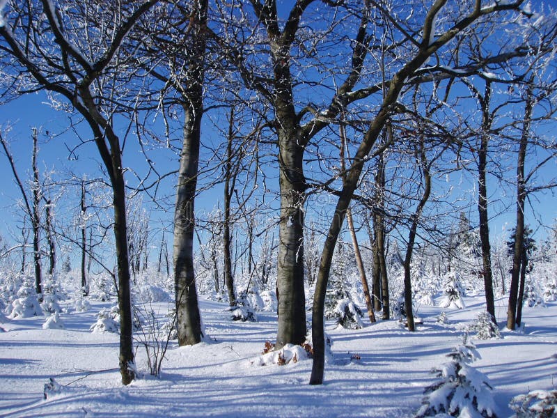 Trees in winter