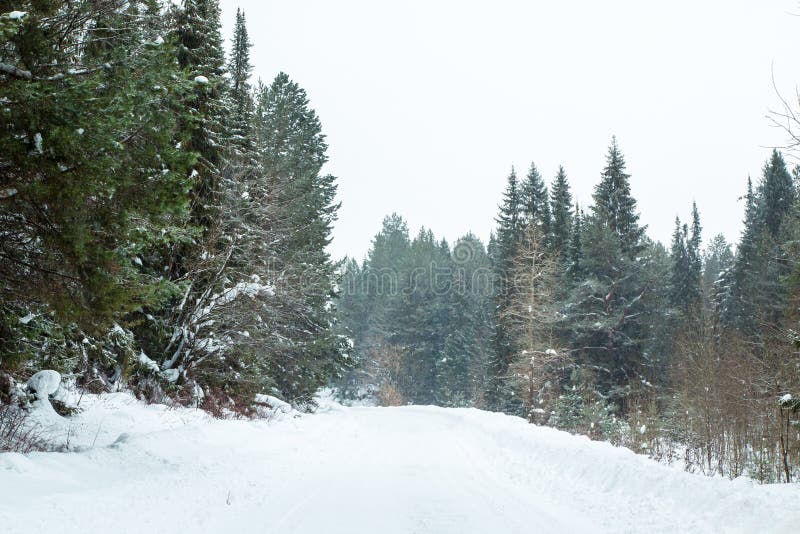 Trees in a winter and snow