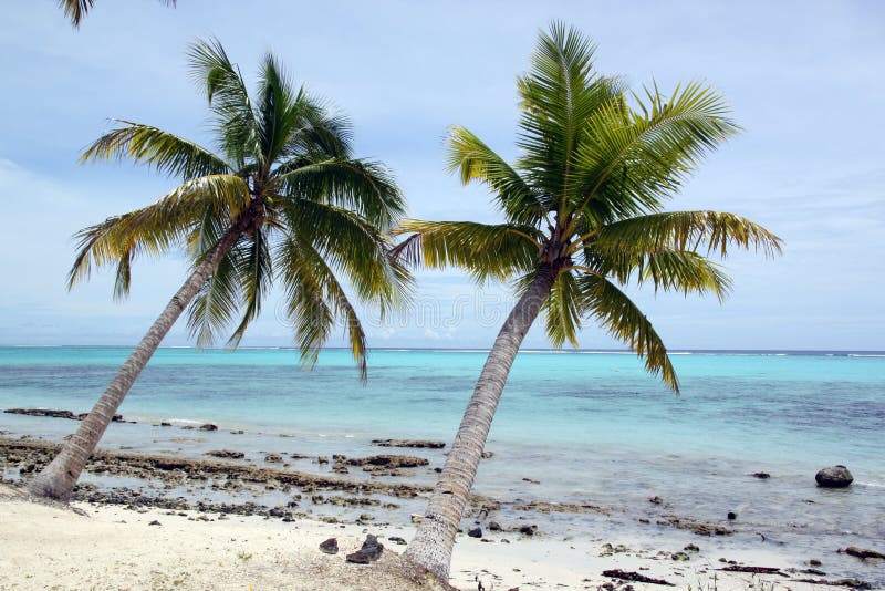 Trees and withe sand beach