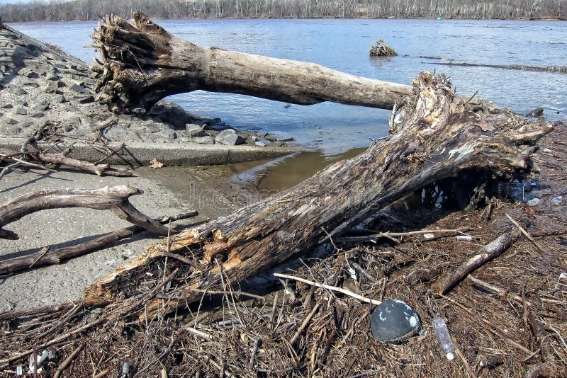 Trees and Wood Debris after Delaware River Flood Editorial Photo