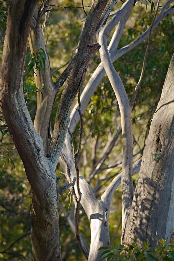 Trees in the woods stock image. Image of branches, park 84321869