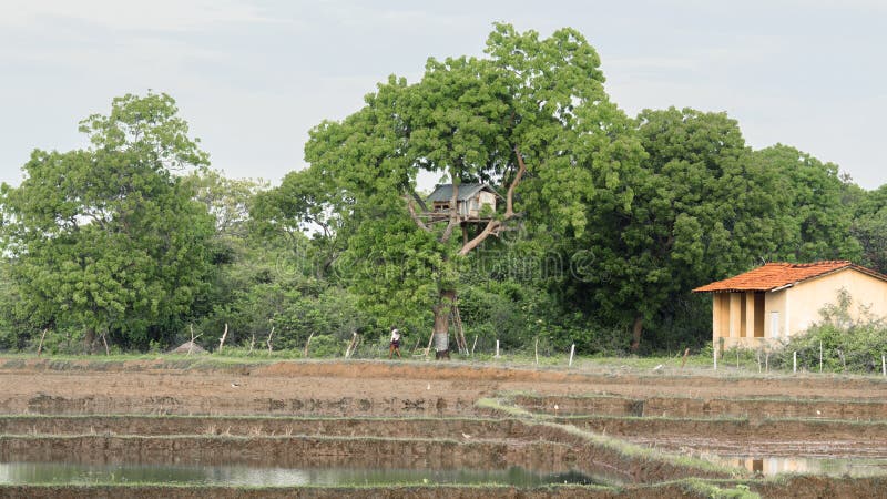 Treetop house and the paddy field, rural village landscape view