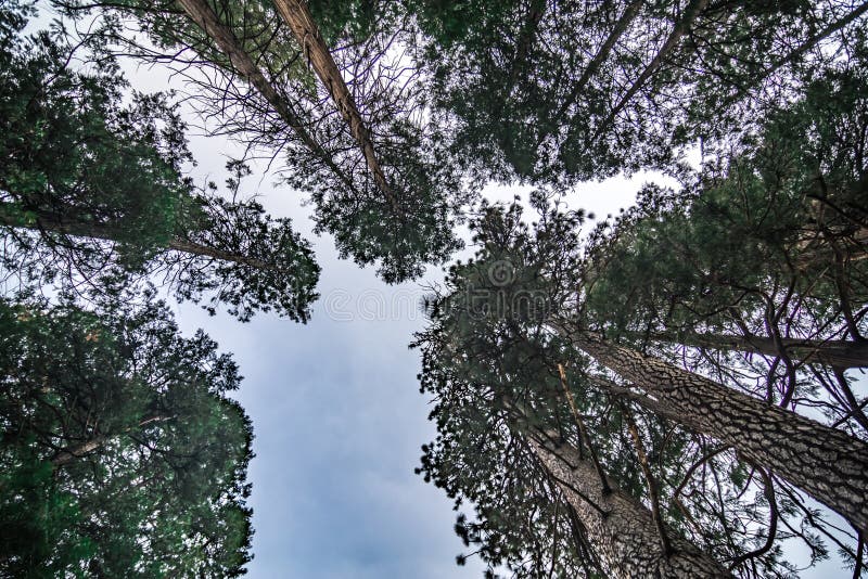 Treetops of evergreen trees in  yosemite in autumn