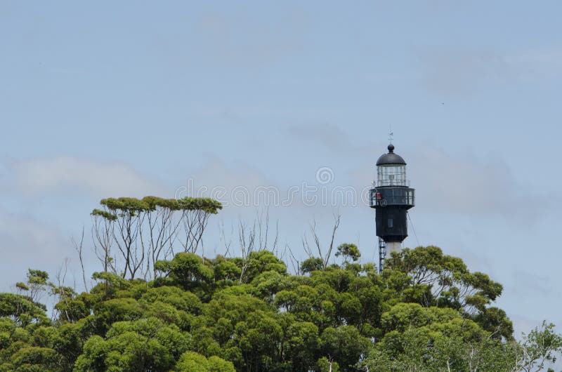 Treetops and Lighthouse of San Antonio, in Punta Rasa, Argentina