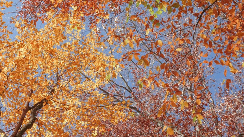 Treetops met gele en gouden bladeren tegen blauwe hemel