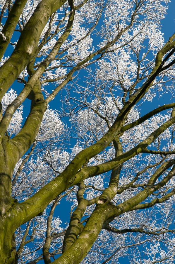 Treetree in hoarfrost