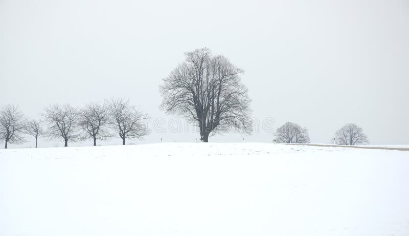 treevinter royaltyfria foton treevinter royaltyfria foton