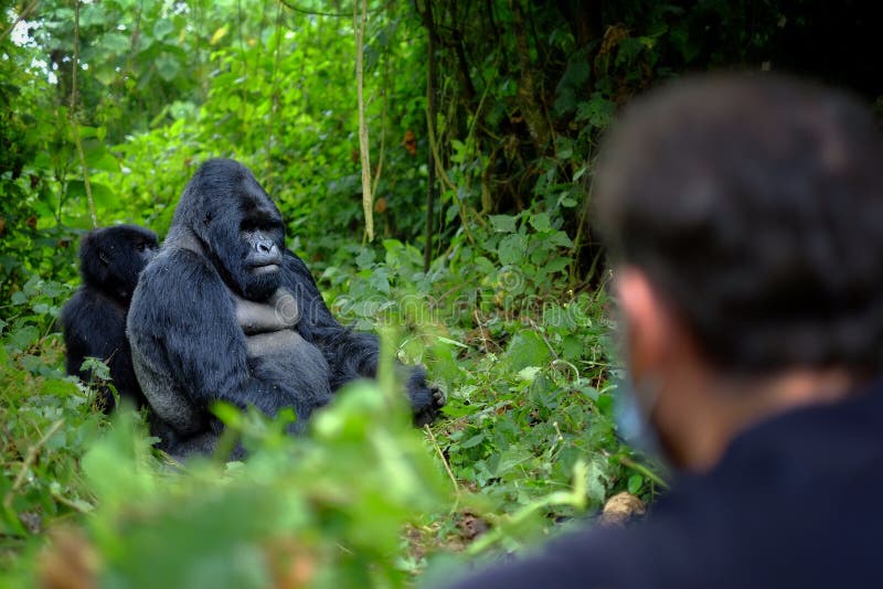 Tourist looking at mountain gorilla in African jungle. Getting very close to wildlife. Tourist looking at mountain gorilla in African jungle. Getting very close to wildlife.