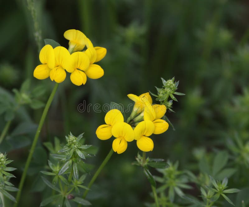 Trefoil de Birdsfoot fotos de stock Trefoil de Birdsfoot fotos de stock