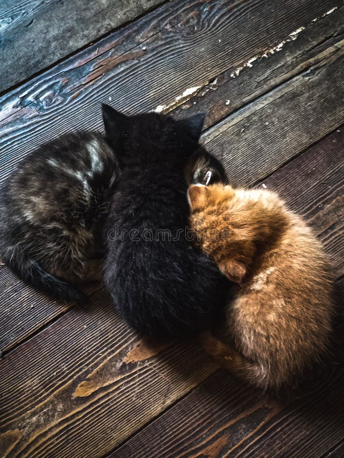 Trei pisoi de diferite culori, crestate pe o podea veche din lemn. Confortabil și cald într-un stil rustic lemn natural. royalty free stock photography