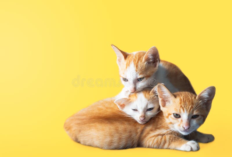 Trei pisoi dorm un morman. izolat pe fond galben. odihnindu-se fericit într-o atmosferă caldă dimineața. o pisică doarme royalty free stock photography