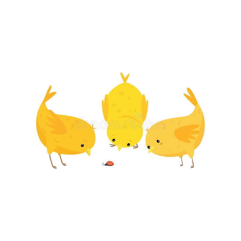 Trei pui galbeni drăguți și curați se uită la Ladybird izolați pe fond alb royalty free illustration