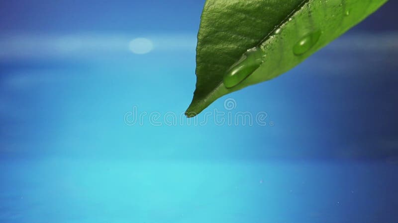 Treiben Sie mit Tropfen des Regenwassers mit blauem Hintergrund Blätter