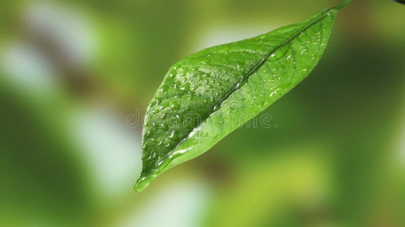 Treiben Sie mit Tropfen des Regenwassers mit grünem Hintergrund Blätter